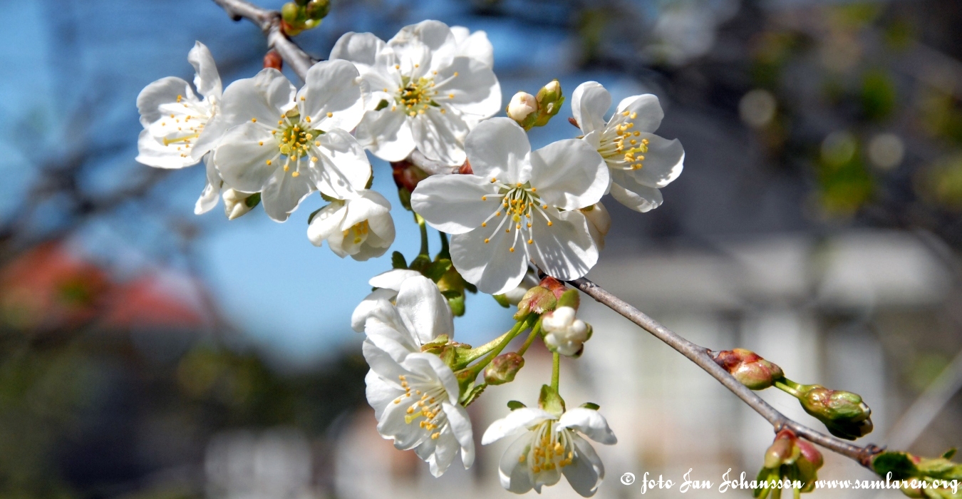Bilder