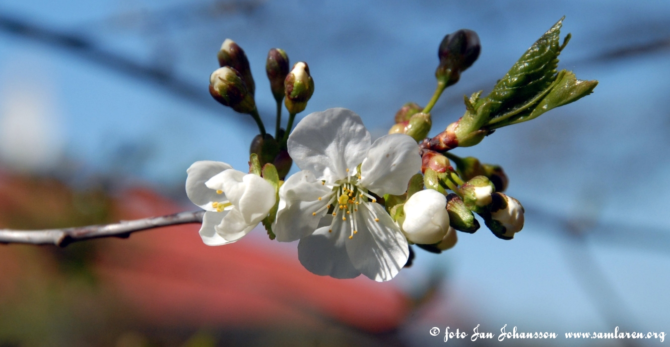 Bilder
