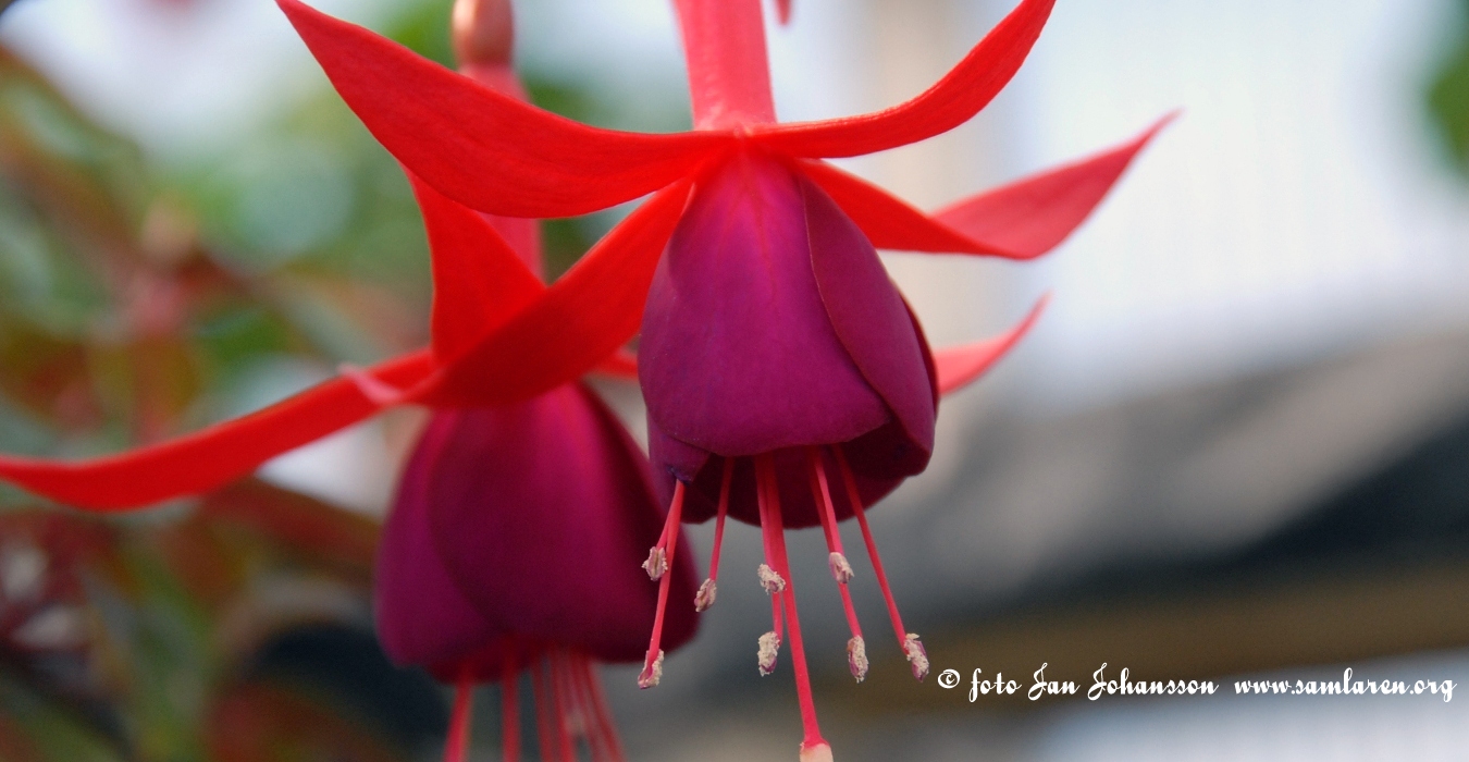 Bilder