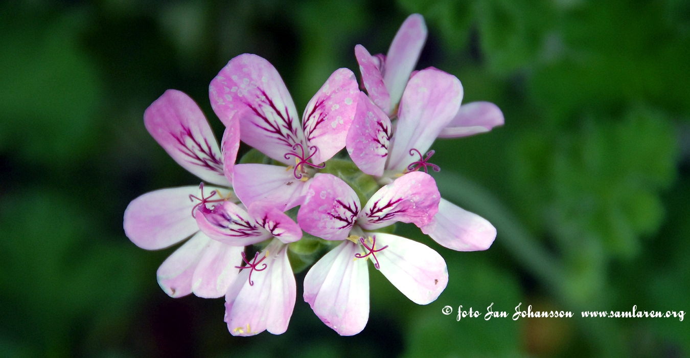 Bilder